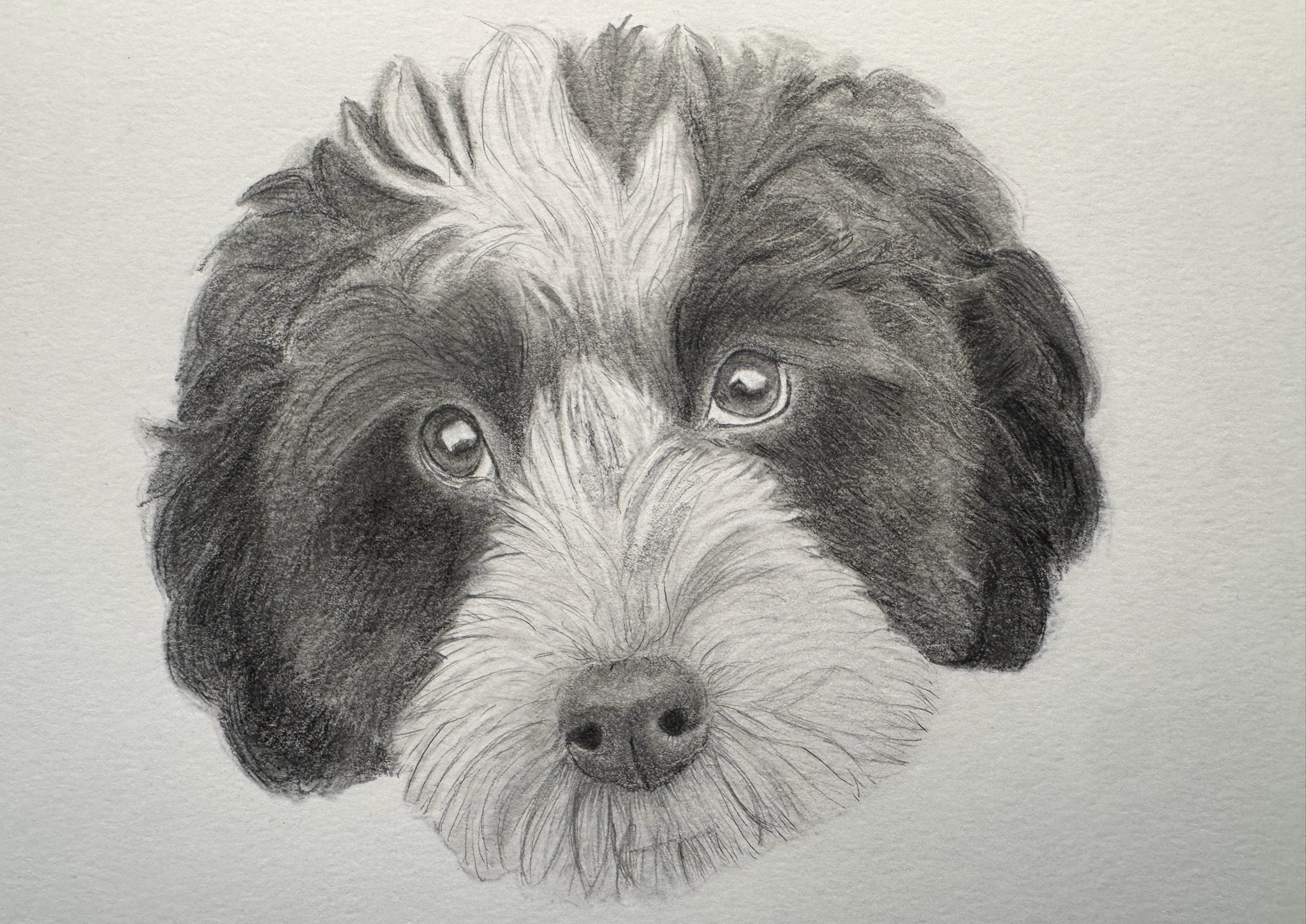 Discover high quality prints of original hand drawn animal portrait art by pencil artist, Fiona Green. High quality and unique.