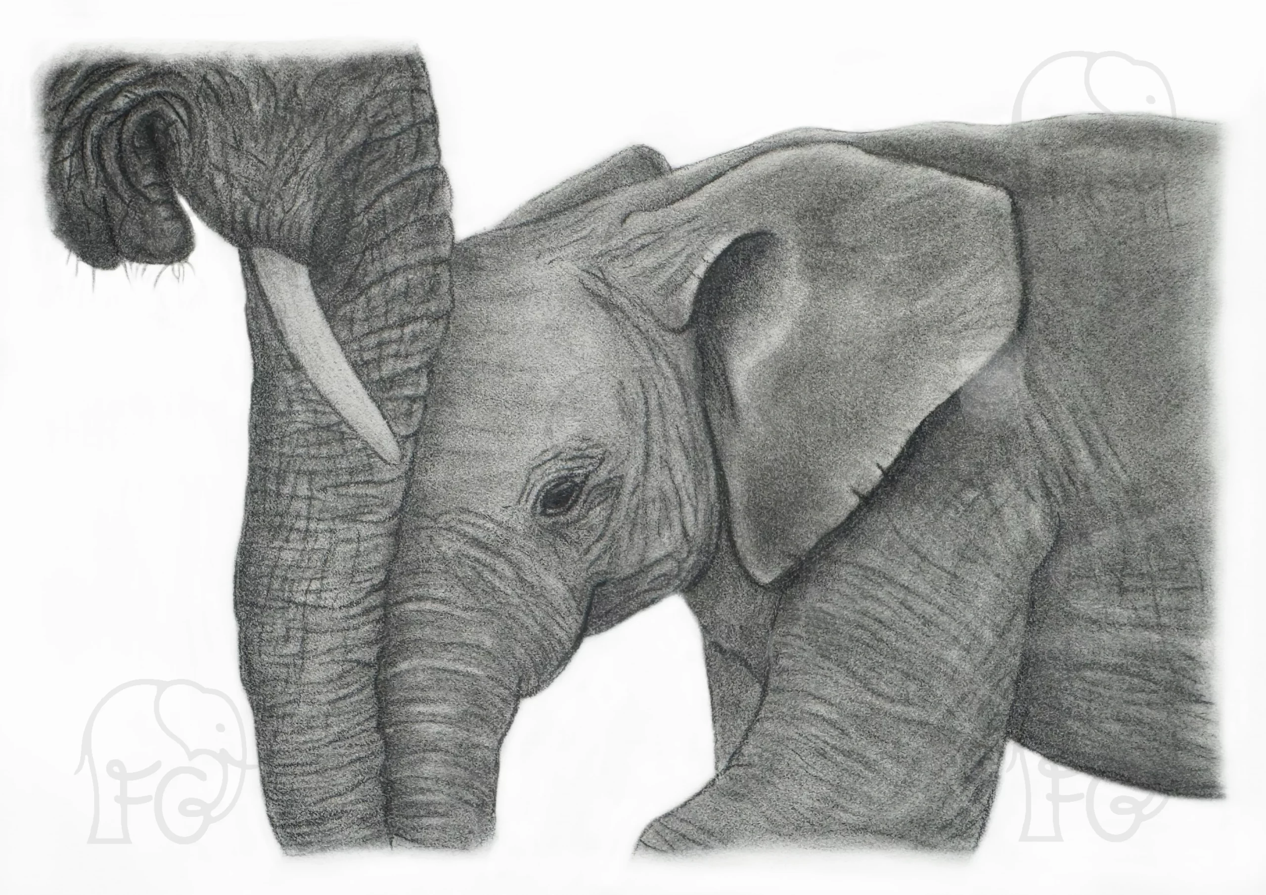 Discover high quality prints of original hand drawn animal portrait art by pencil artist, Fiona Green. High quality and unique.