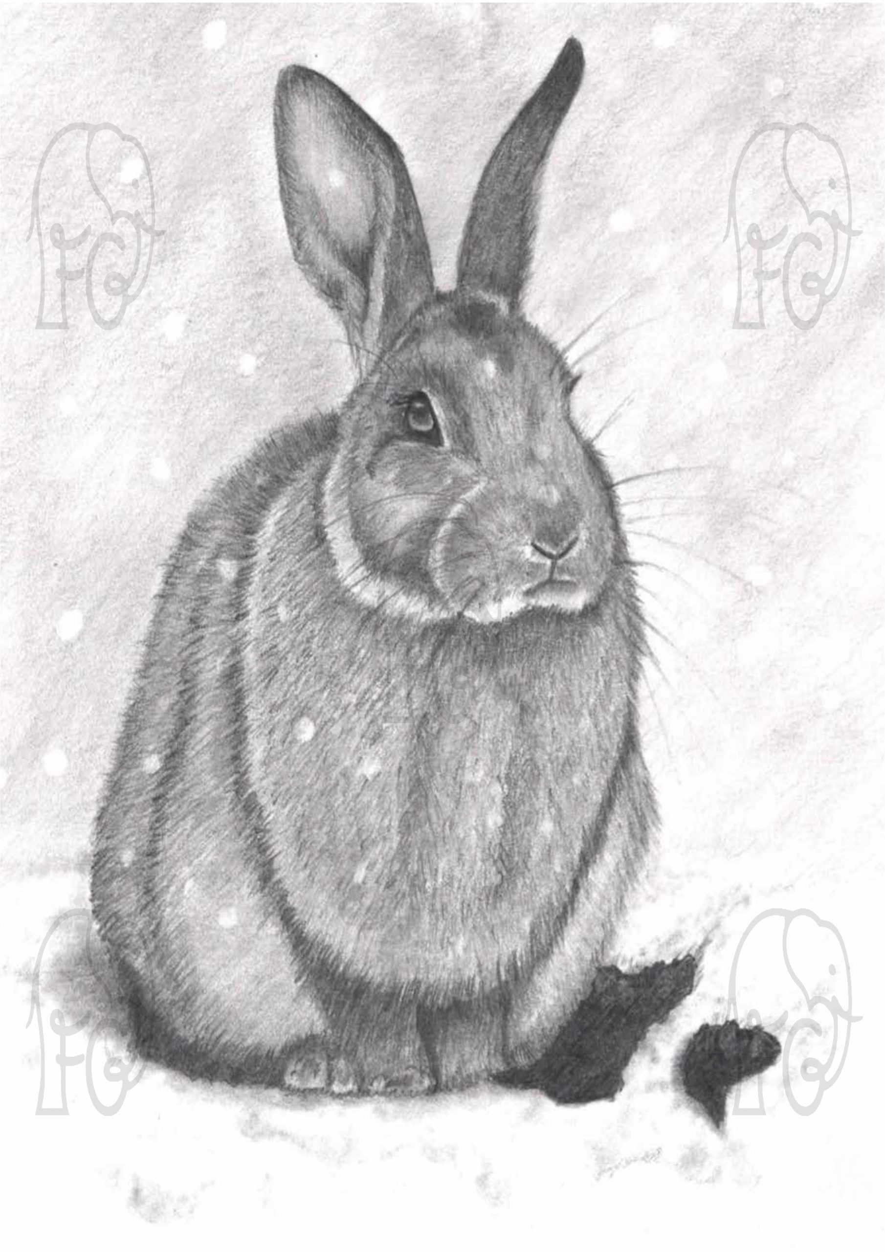 Discover high quality prints of original hand drawn animal portrait art by pencil artist, Fiona Green. High quality and unique.