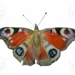 Discover high quality prints of original hand drawn animal portrait art by pencil artist, Fiona Green. High quality and unique.