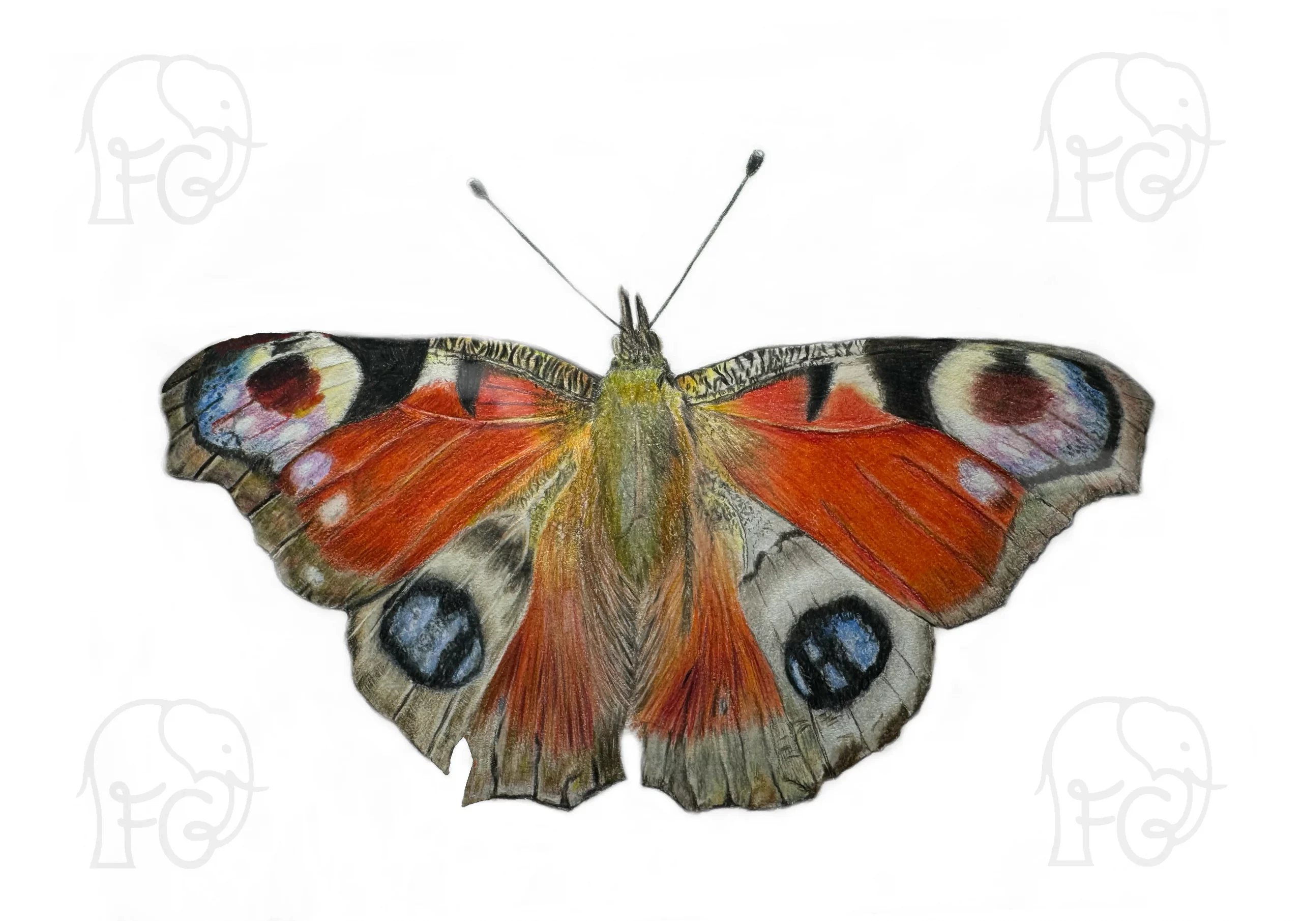 Discover high quality prints of original hand drawn animal portrait art by pencil artist, Fiona Green. High quality and unique.