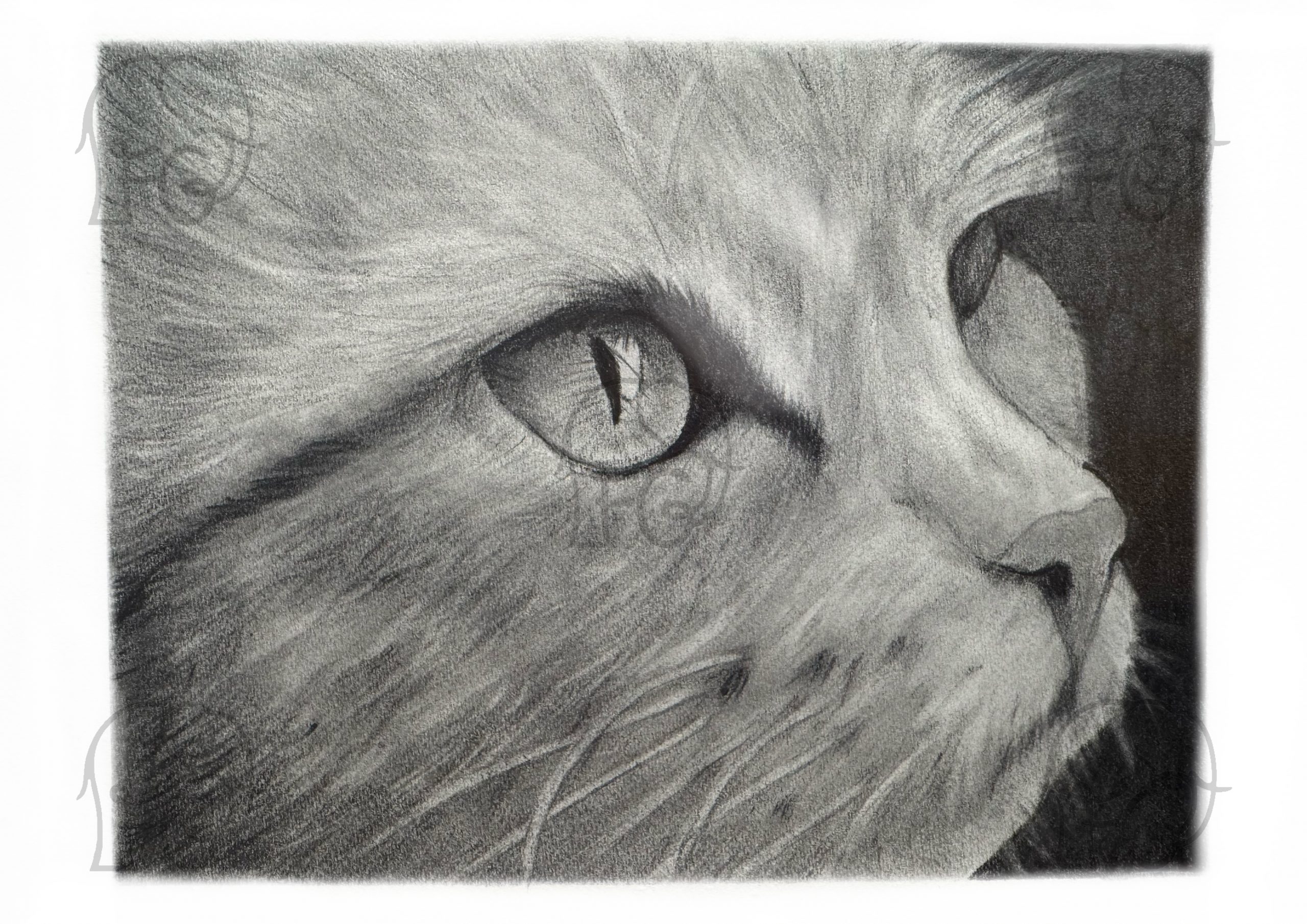 Discover high quality prints of original hand drawn animal portrait art by pencil artist, Fiona Green. High quality and unique.