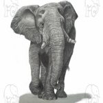 Discover high quality prints of original hand drawn animal portrait art by pencil artist, Fiona Green. High quality and unique.