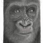 Discover high quality prints of original hand drawn animal portrait art by pencil artist, Fiona Green. High quality and unique.