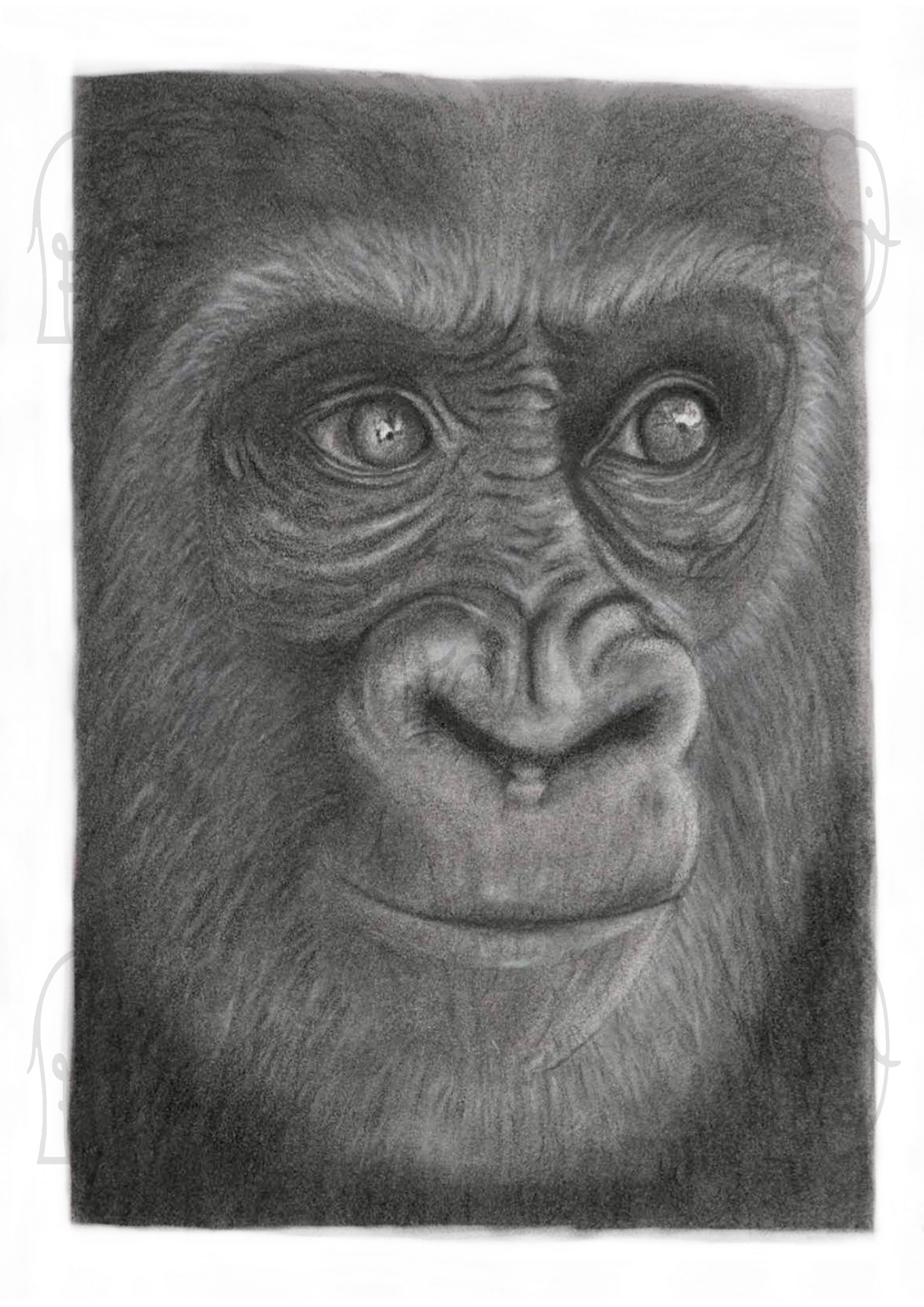 Discover high quality prints of original hand drawn animal portrait art by pencil artist, Fiona Green. High quality and unique.