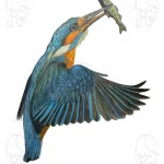 Discover high quality prints of original hand drawn animal portrait art by pencil artist, Fiona Green. High quality and unique.