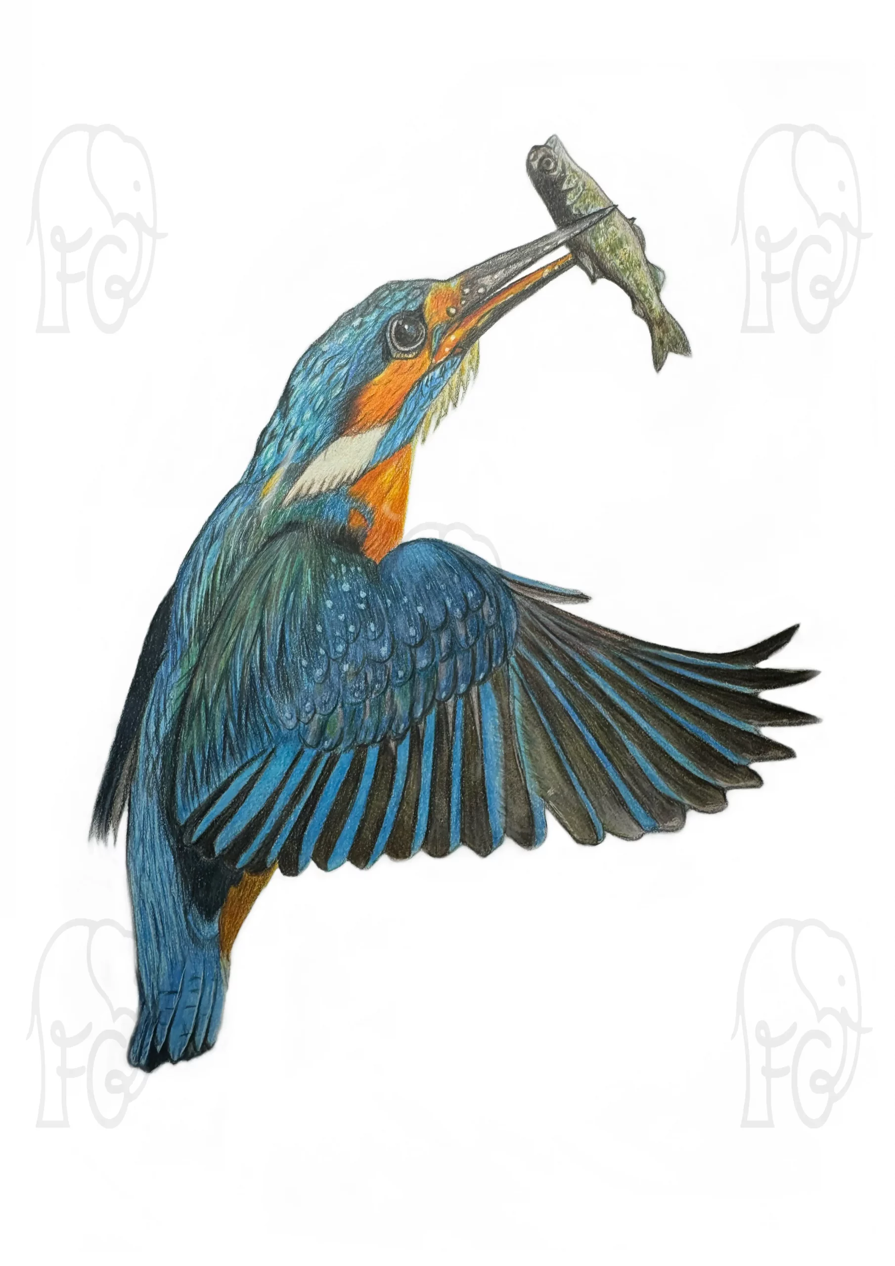 Discover high quality prints of original hand drawn animal portrait art by pencil artist, Fiona Green. High quality and unique.