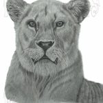 professional hand drawn pet portrait