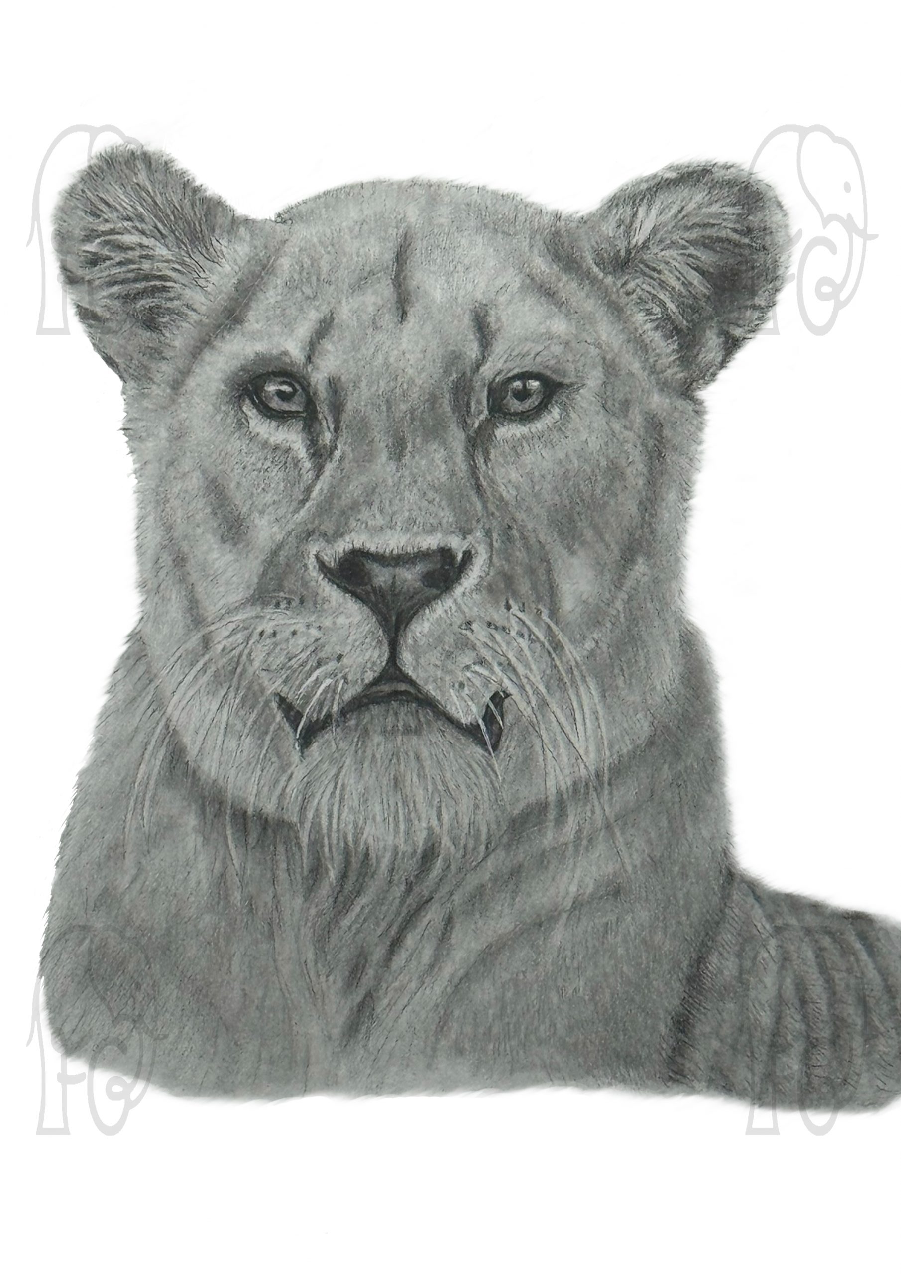 professional hand drawn pet portrait