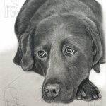 Discover high quality prints of original hand drawn animal portrait art by pencil artist, Fiona Green. High quality and unique.