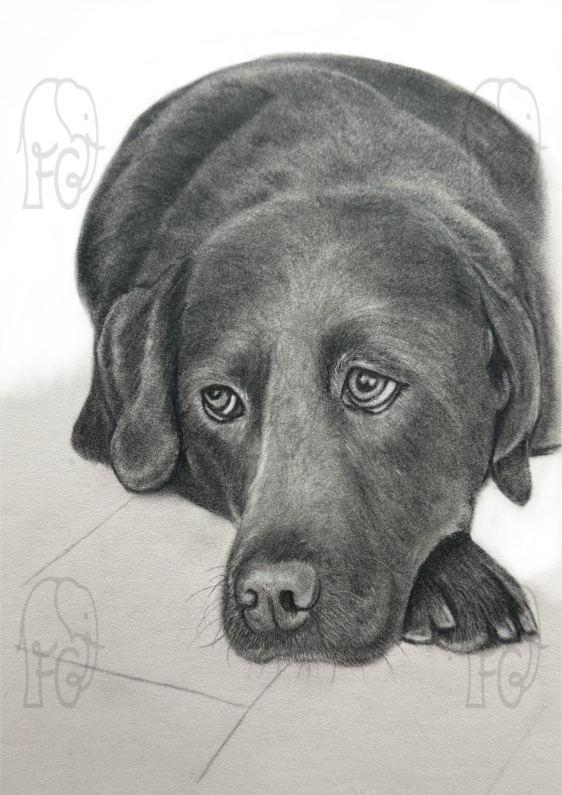 Discover high quality prints of original hand drawn animal portrait art by pencil artist, Fiona Green. High quality and unique.