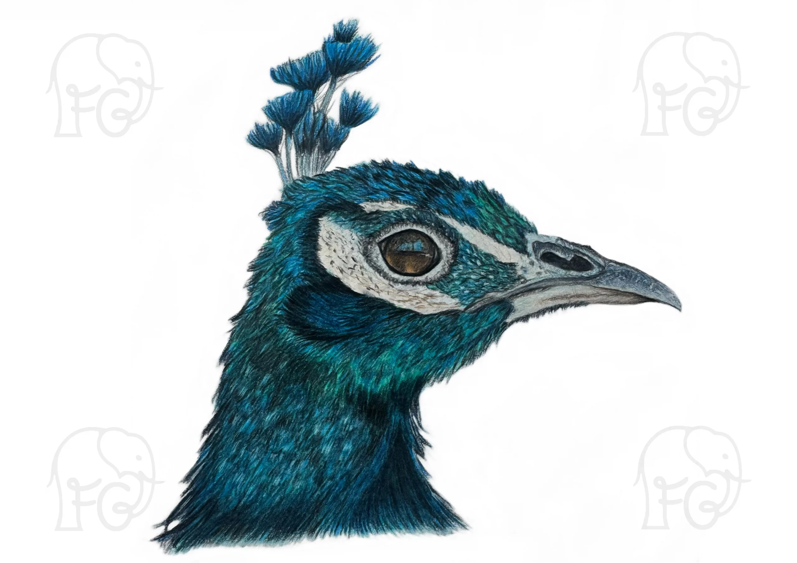 Discover high quality prints of original hand drawn animal portrait art by pencil artist, Fiona Green. High quality and unique.