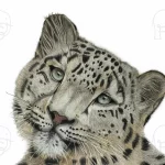 Discover high quality prints of original hand drawn animal portrait art by pencil artist, Fiona Green. High quality and unique.