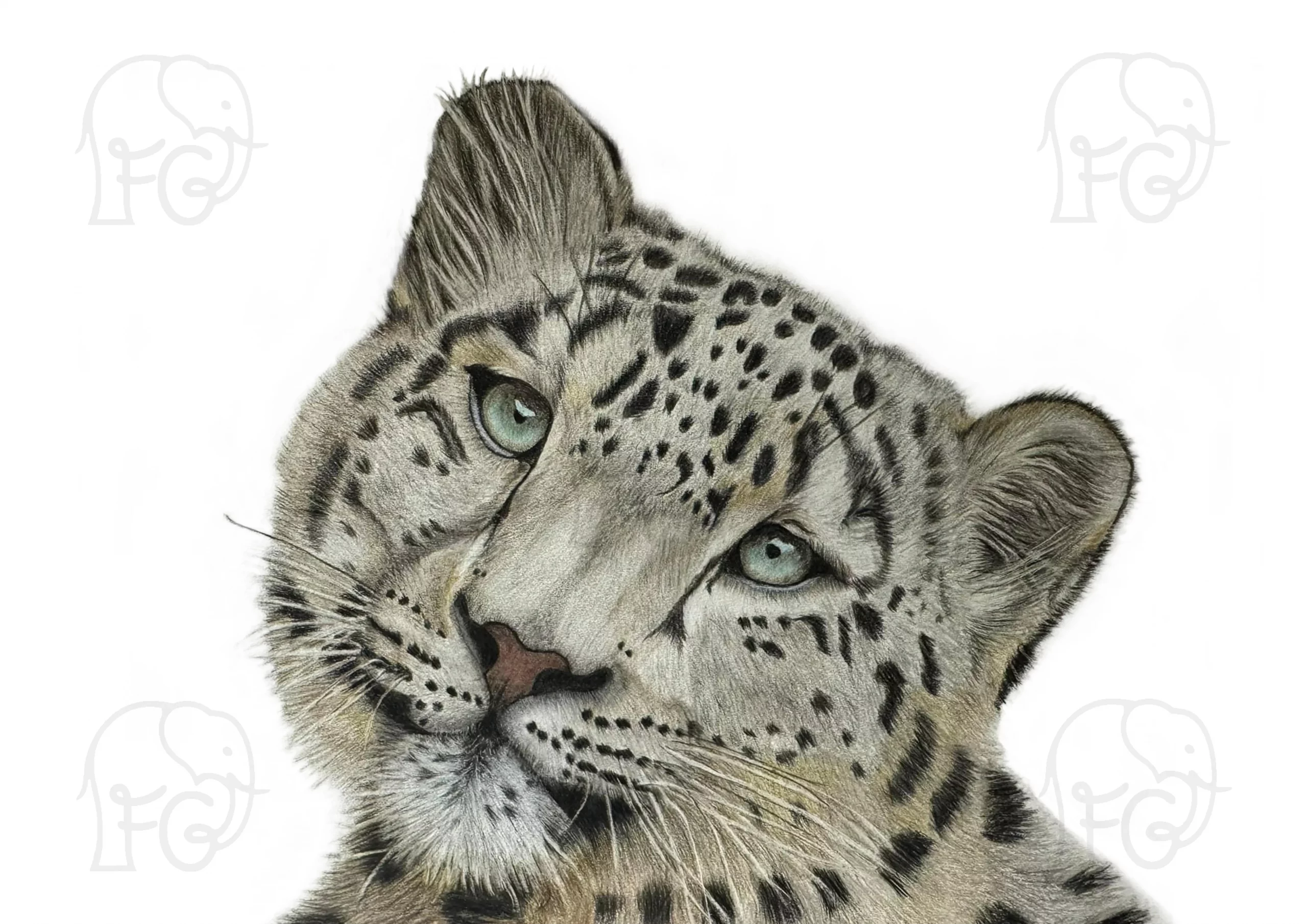 Discover high quality prints of original hand drawn animal portrait art by pencil artist, Fiona Green. High quality and unique.