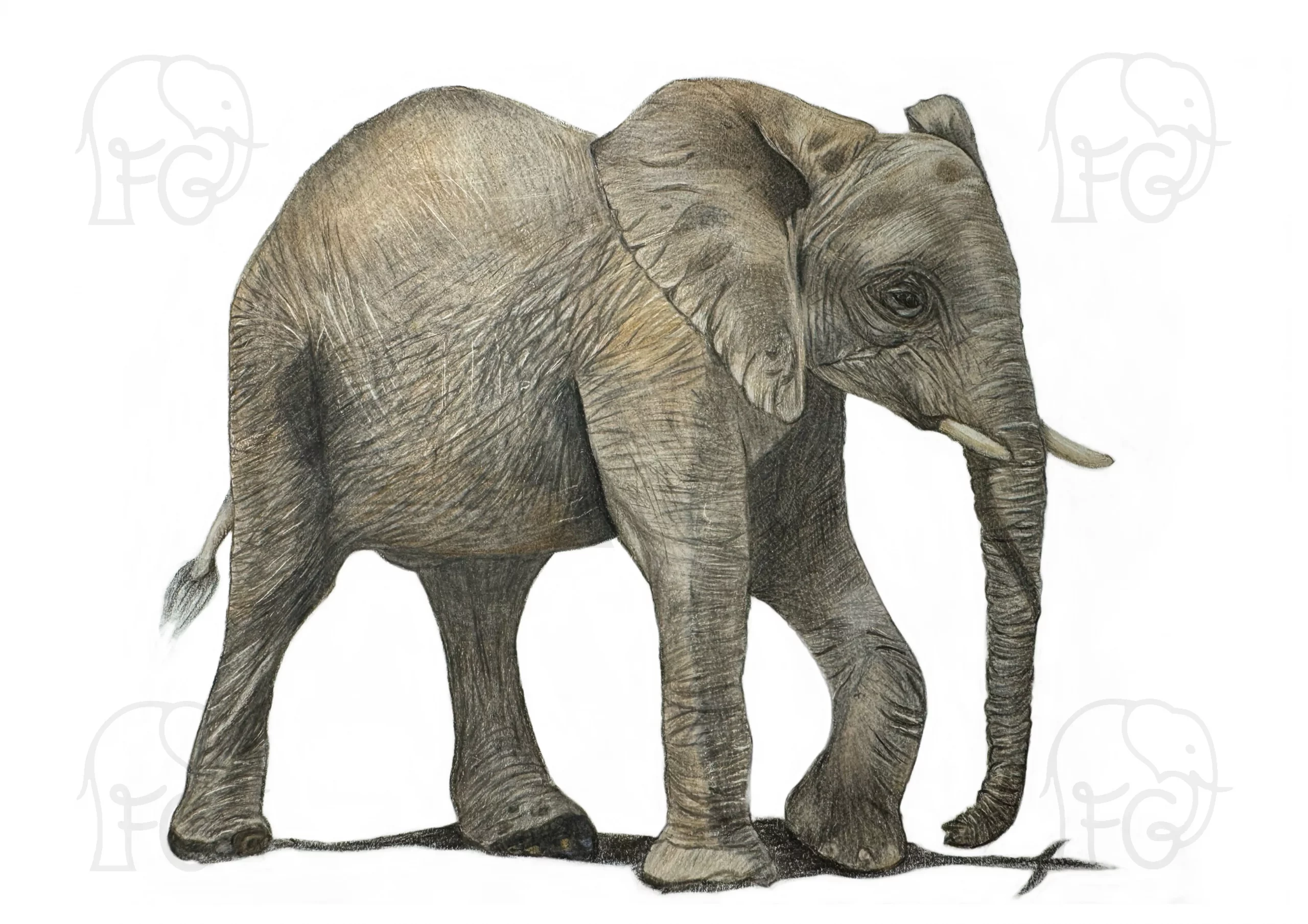 Discover high quality prints of original hand drawn animal portrait art by pencil artist, Fiona Green. High quality and unique.