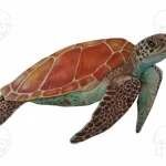 Discover high quality prints of original hand drawn animal portrait art by pencil artist, Fiona Green. High quality and unique.