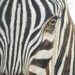 Discover high quality prints of original hand drawn animal portrait art by pencil artist, Fiona Green. High quality and unique.