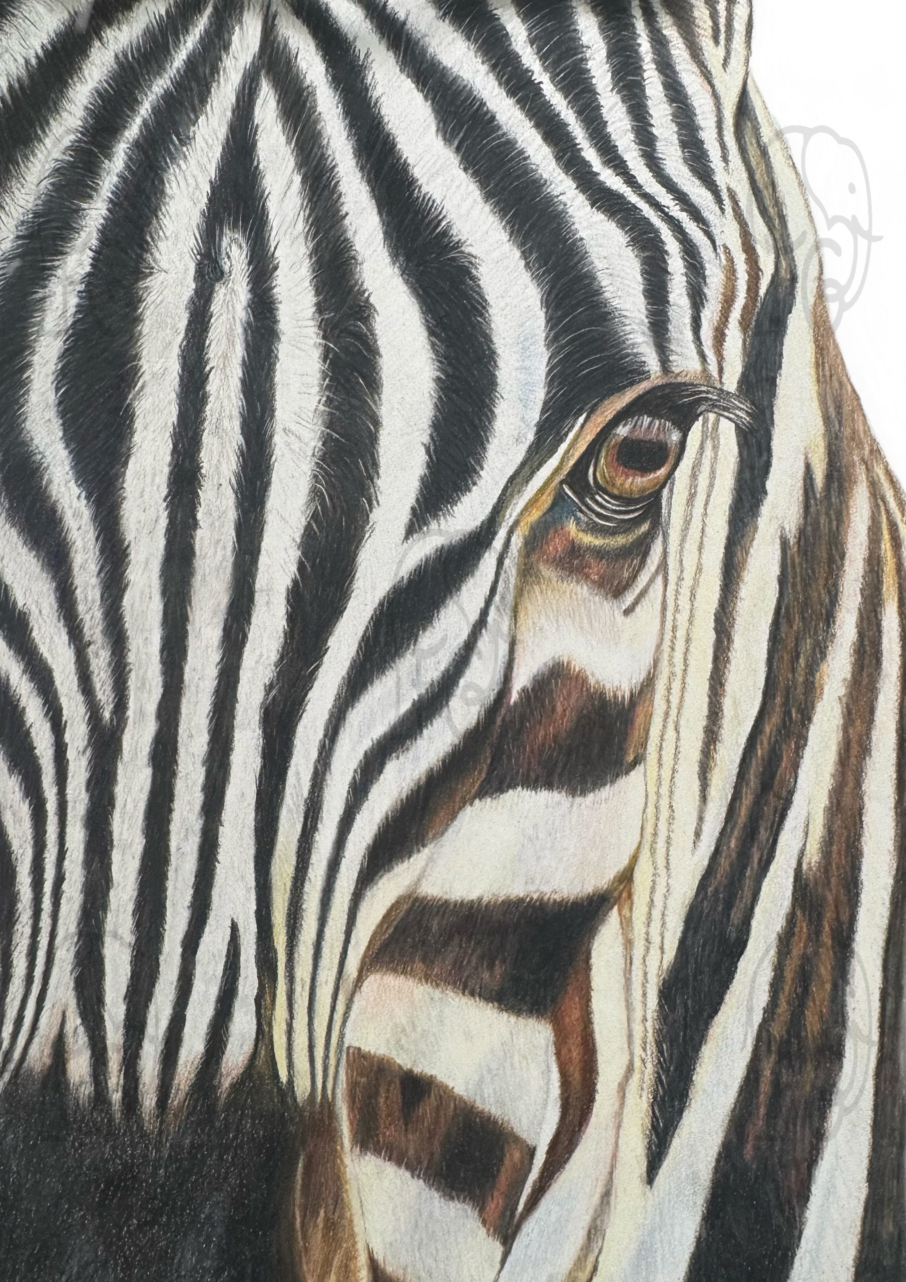 Discover high quality prints of original hand drawn animal portrait art by pencil artist, Fiona Green. High quality and unique.