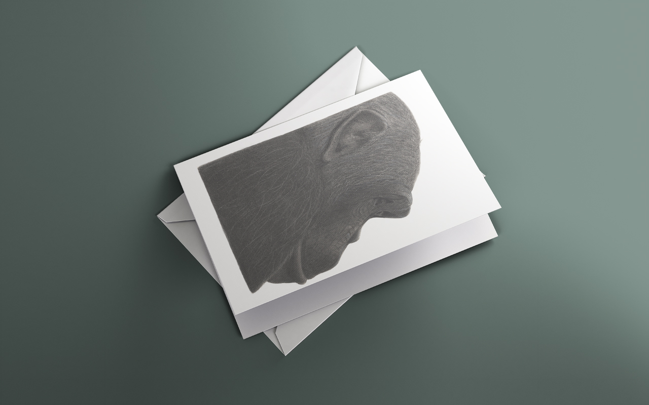 Shop charming animal art greeting cards, printed from hand drawn pencil art by artist, Fiona Green, UK delivery available.