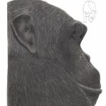 Discover high quality prints of original hand drawn animal portrait art by pencil artist, Fiona Green. High quality and unique.