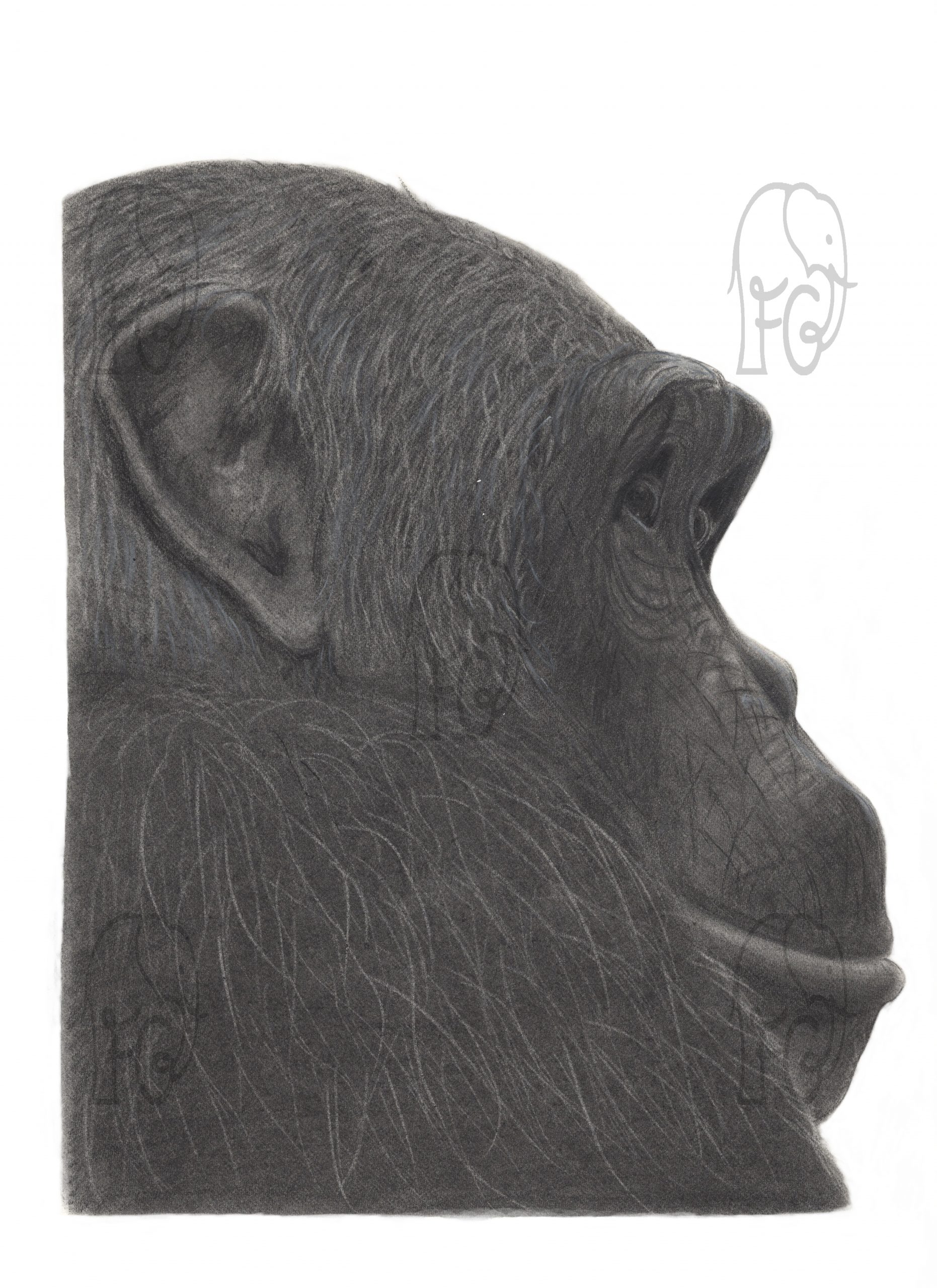 Discover high quality prints of original hand drawn animal portrait art by pencil artist, Fiona Green. High quality and unique.