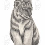 Discover high quality prints of original hand drawn animal portrait art by pencil artist, Fiona Green. High quality and unique.
