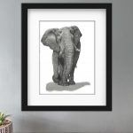 Discover high quality prints of original hand drawn animal portrait art by pencil artist, Fiona Green. High quality and unique.
