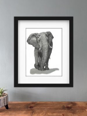 Discover high quality prints of original hand drawn animal portrait art by pencil artist, Fiona Green. High quality and unique.