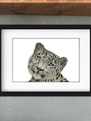 Discover high quality prints of original hand drawn animal portrait art by pencil artist, Fiona Green. High quality and unique.