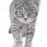 Discover high quality prints of original hand drawn animal portrait art by pencil artist, Fiona Green. High quality and unique.