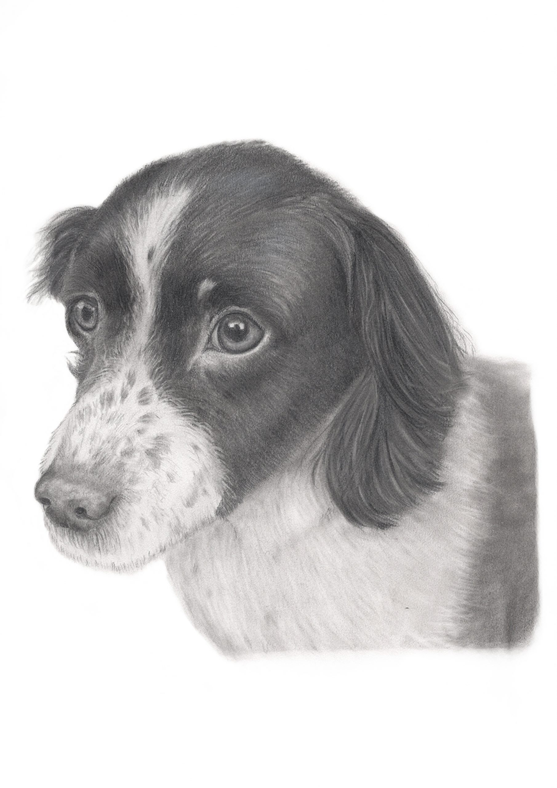 Custom graphite pencil pet portrait of a dog by animal portrait artist Fiona Green