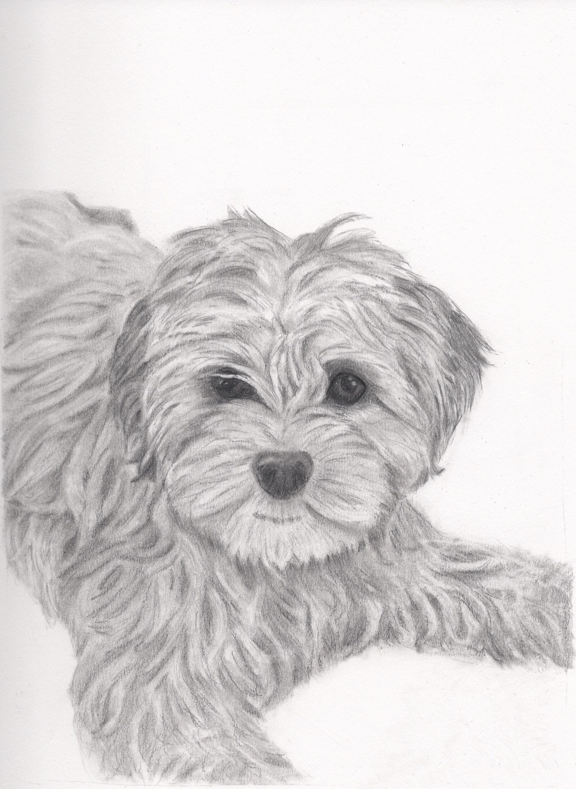 Custom graphite pencil pet portrait of a dog by animal portrait artist Fiona Green